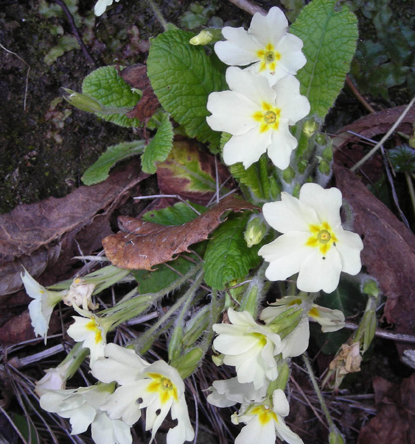 Primula vulgaris / Primula comune